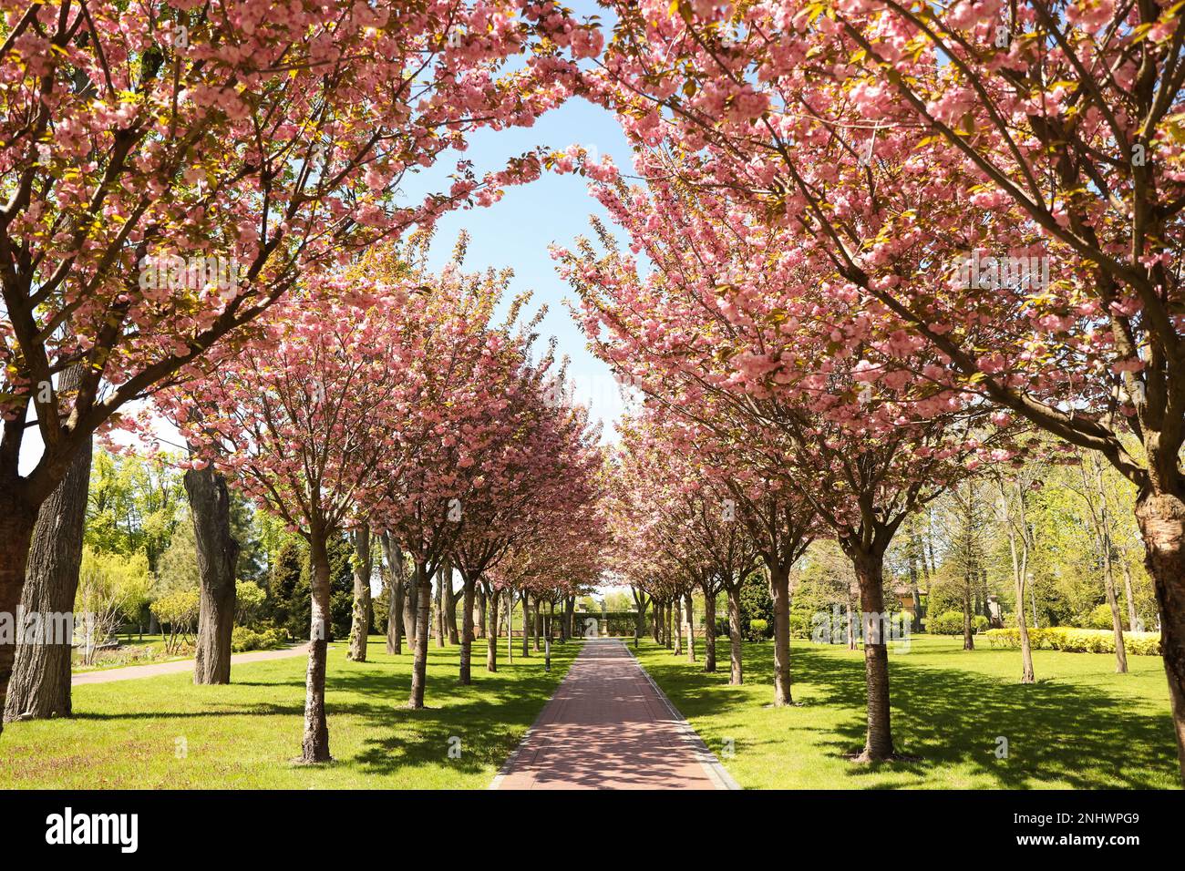 Beautiful blooming trees hi-res stock photography and images - Alamy