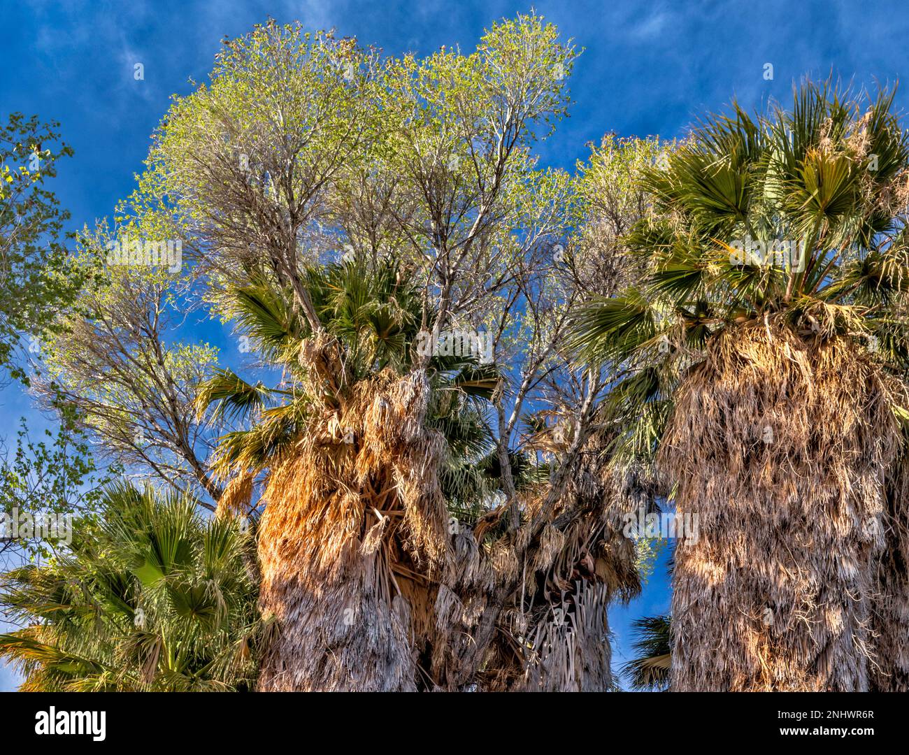 Cottonwoods growing on top of fan palm trees, grove at Cottonwood ...
