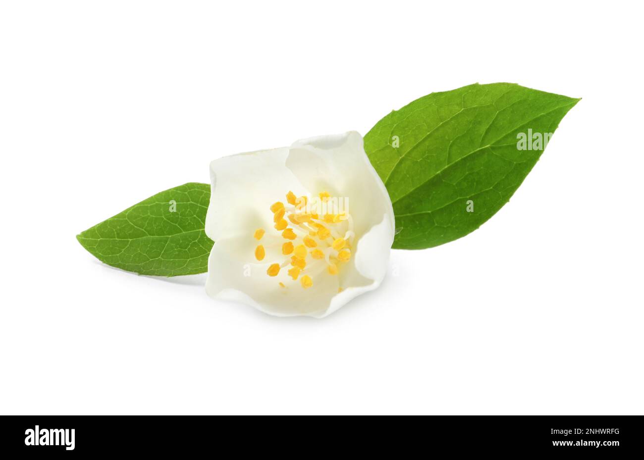 Beautiful flower of jasmine plant with leaves on white background Stock Photo Alamy