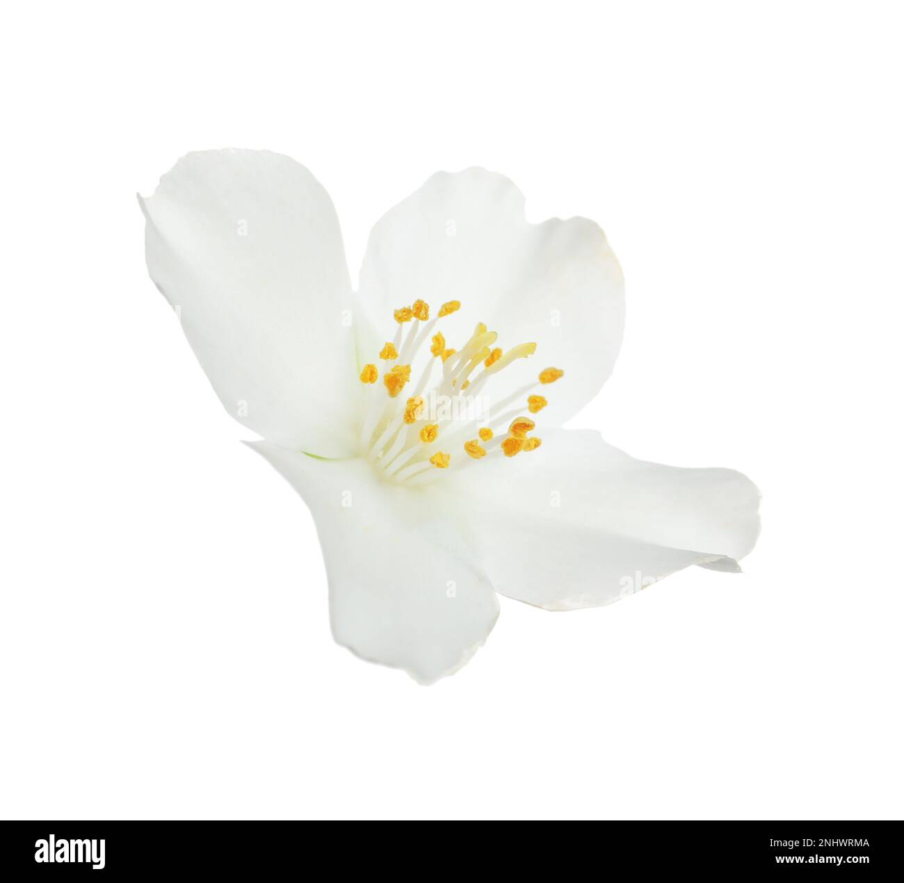 Beautiful flower of jasmine plant isolated on white Stock Photo - Alamy