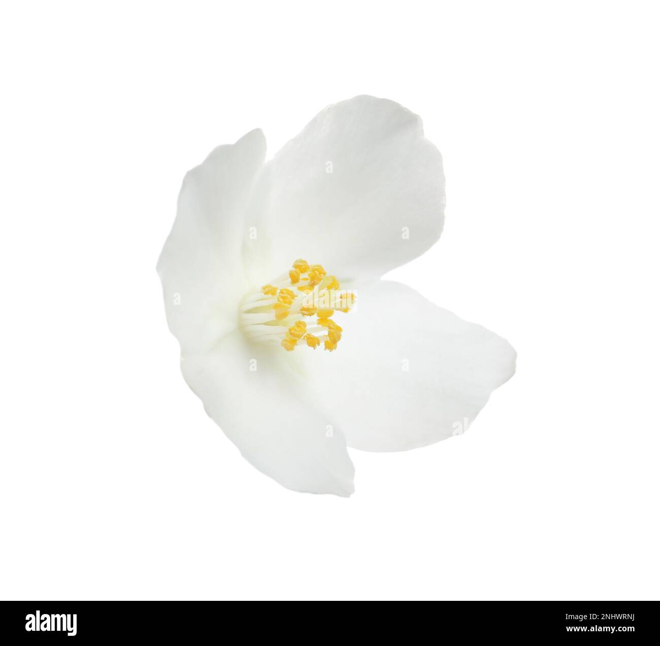 Beautiful flower of jasmine plant isolated on white Stock Photo - Alamy
