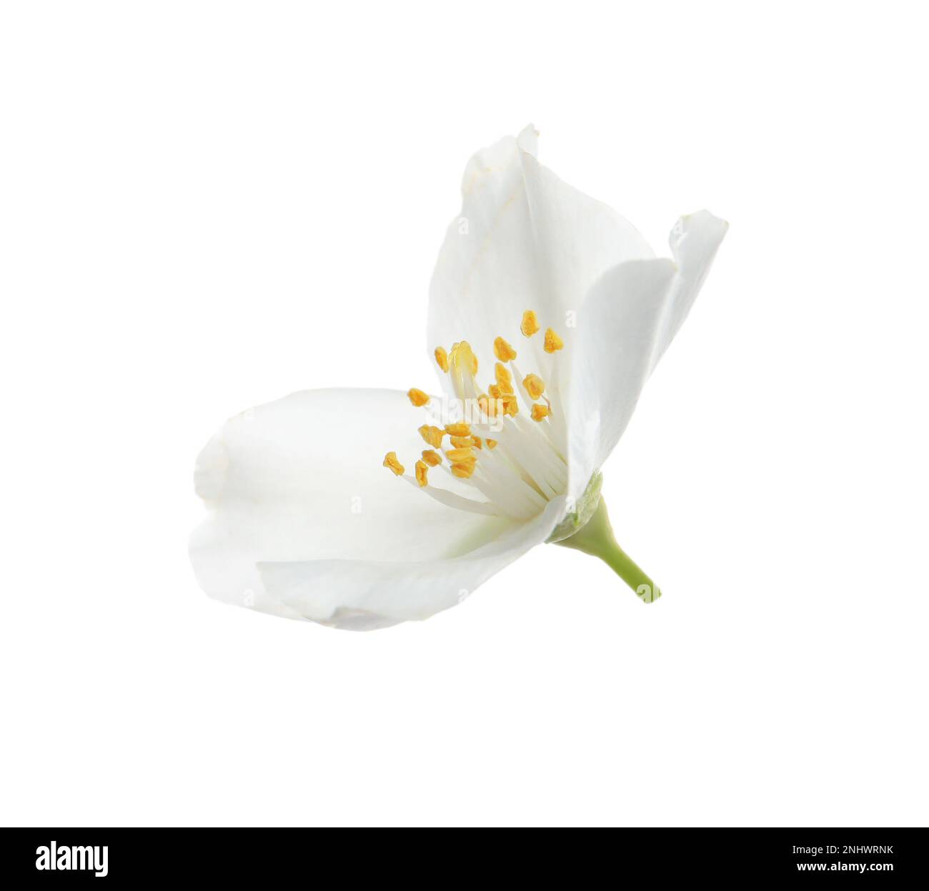 Beautiful flower of jasmine plant isolated on white Stock Photo - Alamy