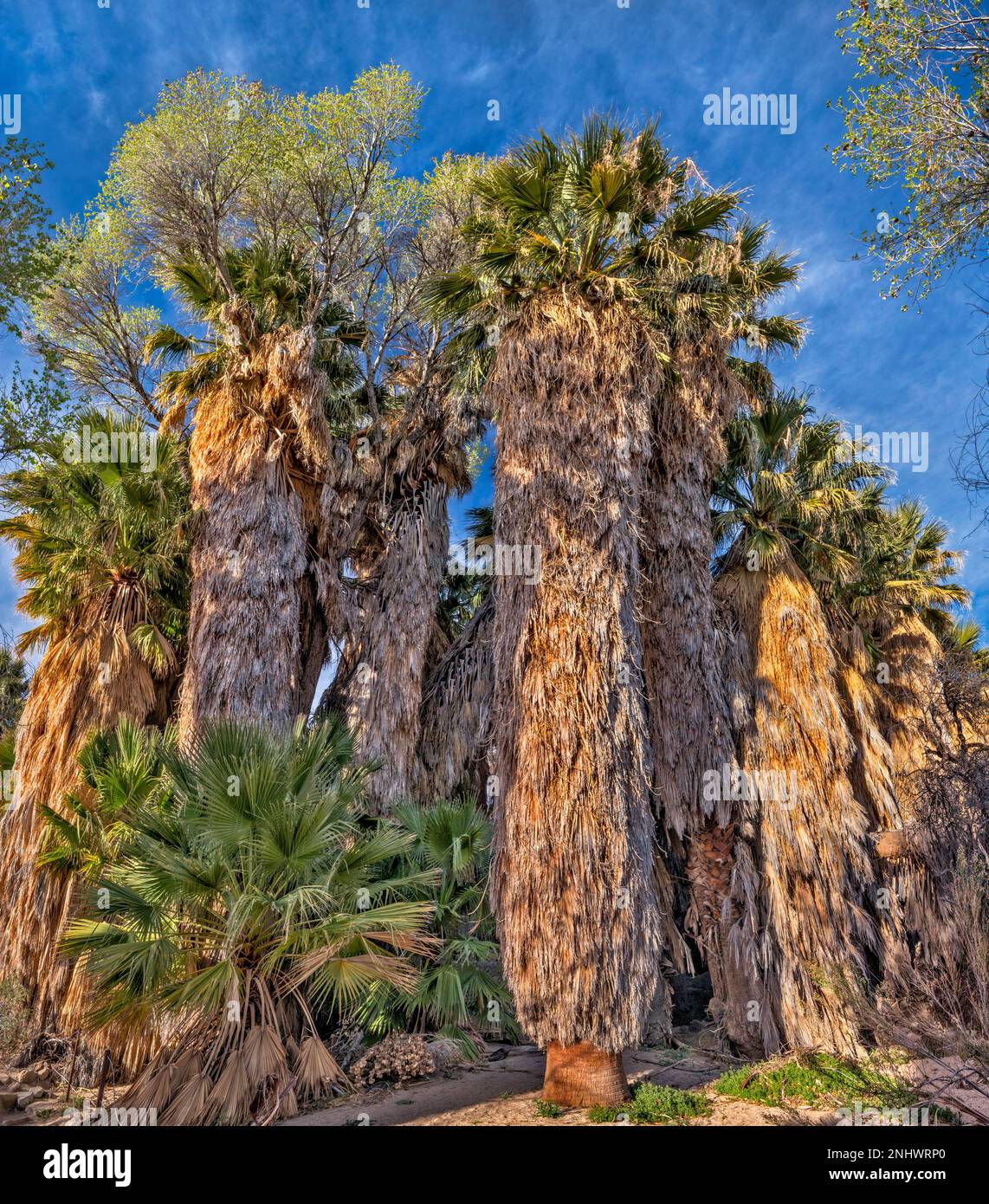 Huge petticoats at tangled fan palm trees, cottonwoods growing on top ...
