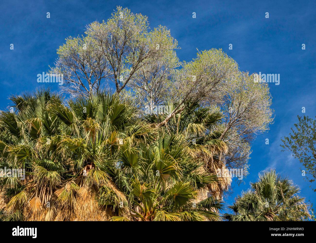 Cottonwoods growing on top of fan palm trees, grove at Cottonwood Spring oasis, Joshua Tree