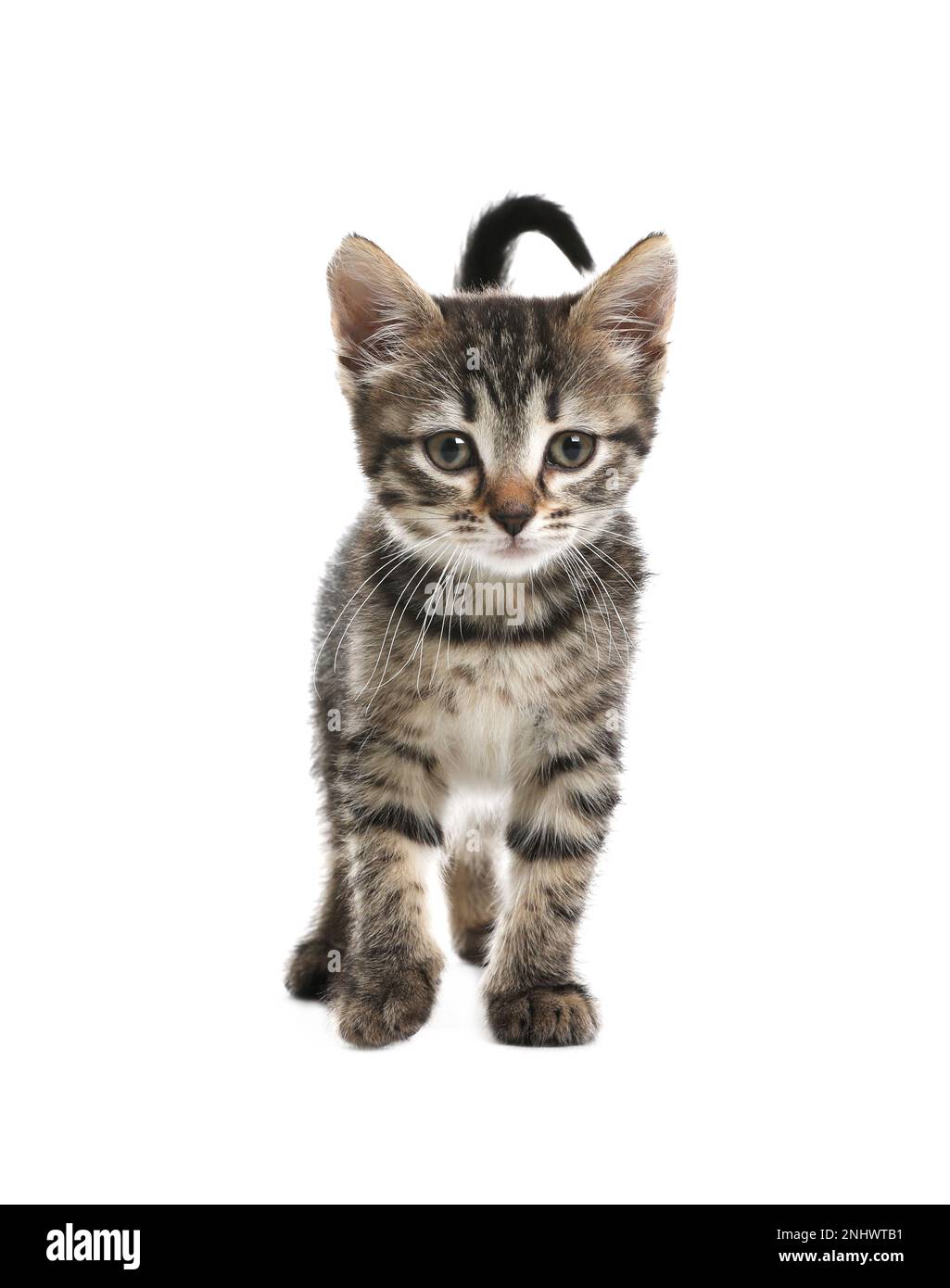 Cute little tabby kitten on white background Stock Photo - Alamy