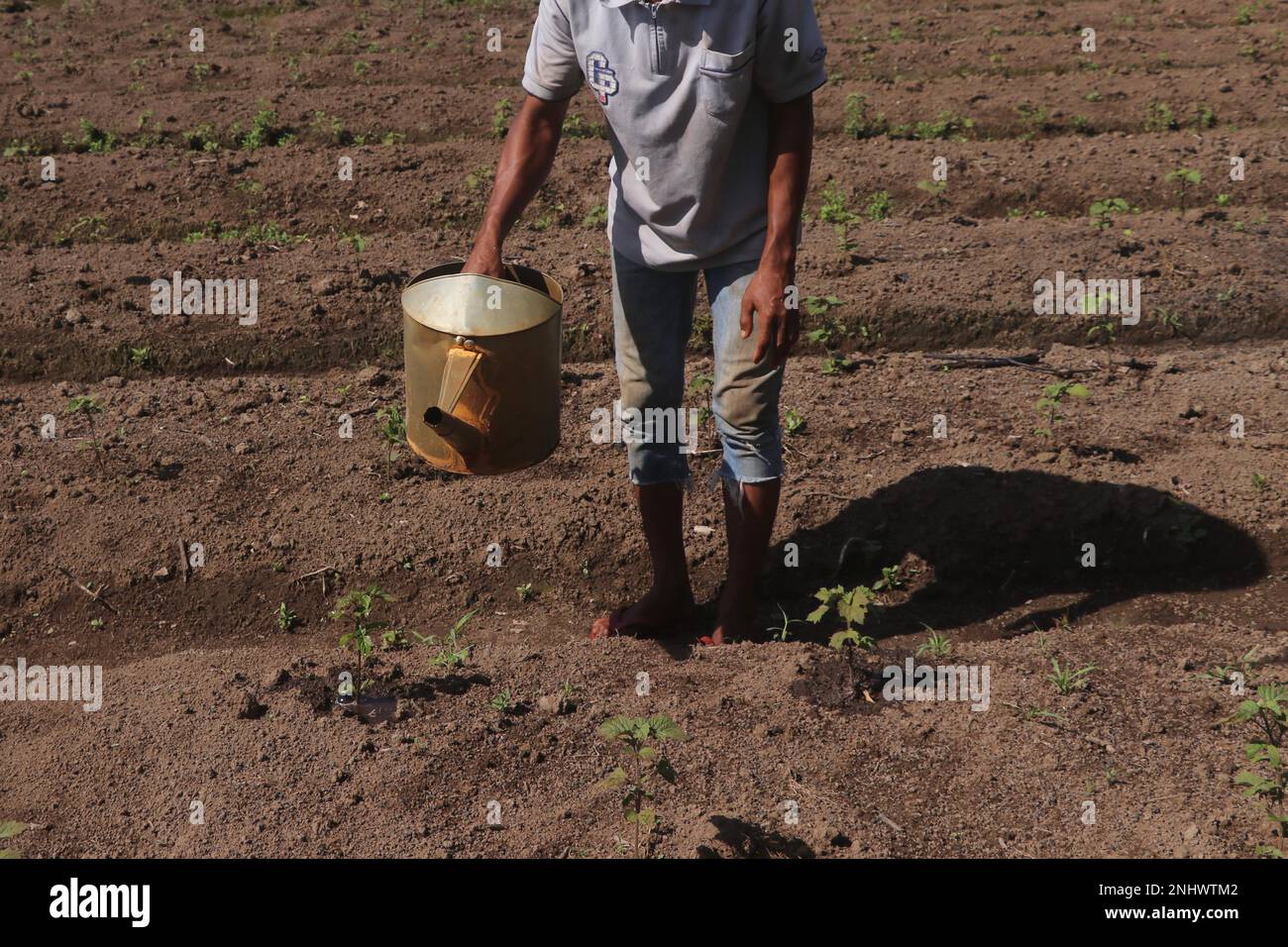 Aceh Barat, Indonesia. 22nd Feb, 2023. A worker waters patchouli plant at Cot Darat village in Aceh Barat district, Aceh Province, Indonesia, Feb. 22, 2023. Villagers in Cot Darat plant patchouli for herb which possesses many therapeutic properties and is widely used in the fragrance industries. Credit: Yulham/Xinhua/Alamy Live News Stock Photo