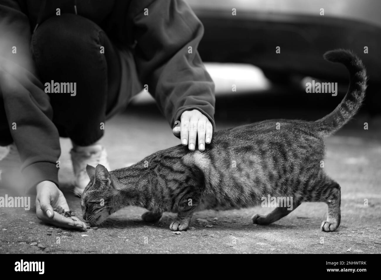 Woman feeding homeless cat outdoors. Black and white effect Stock Photo