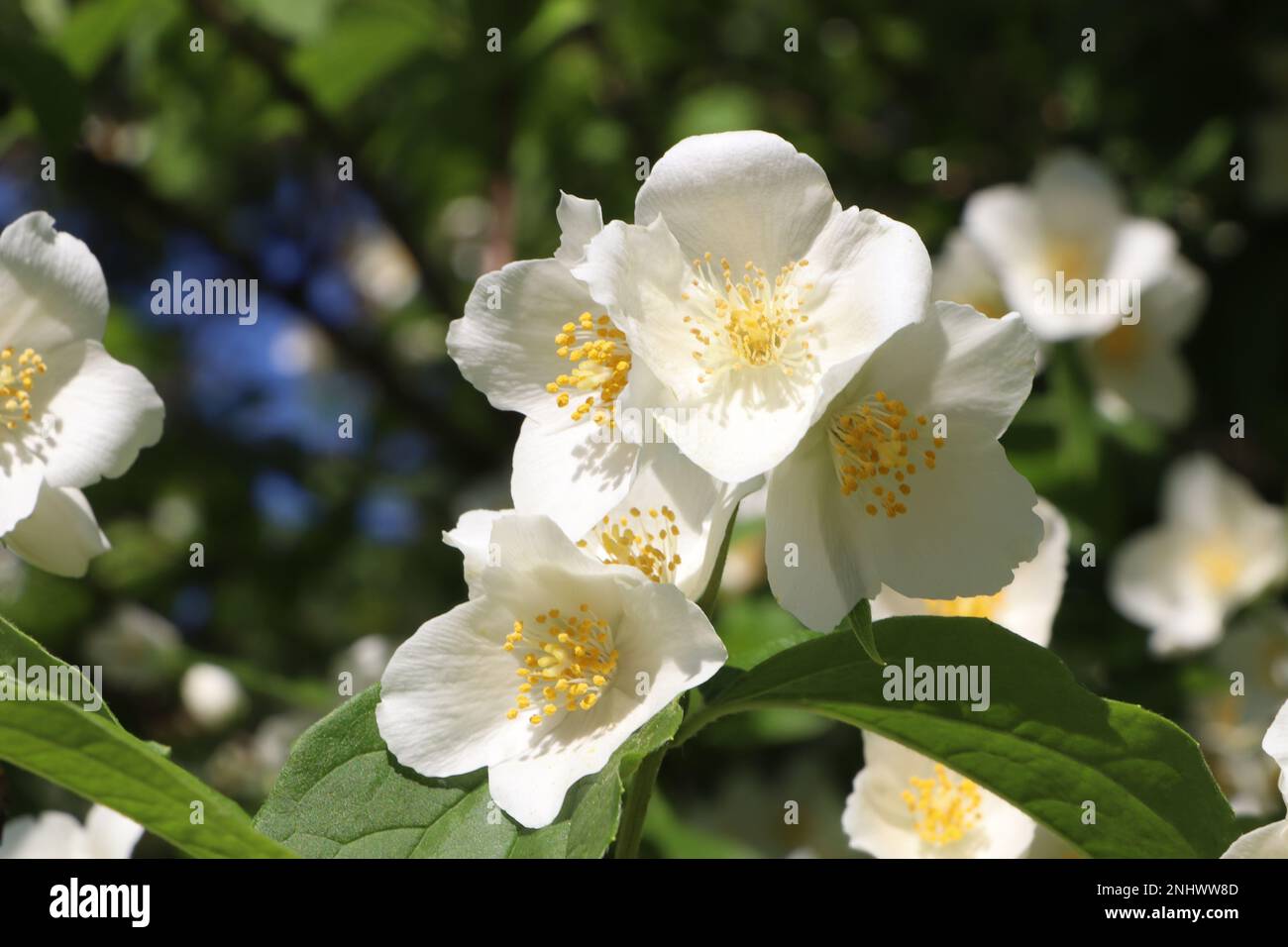 Beautiful White Jasmine Flowers on Shrub, Stock image