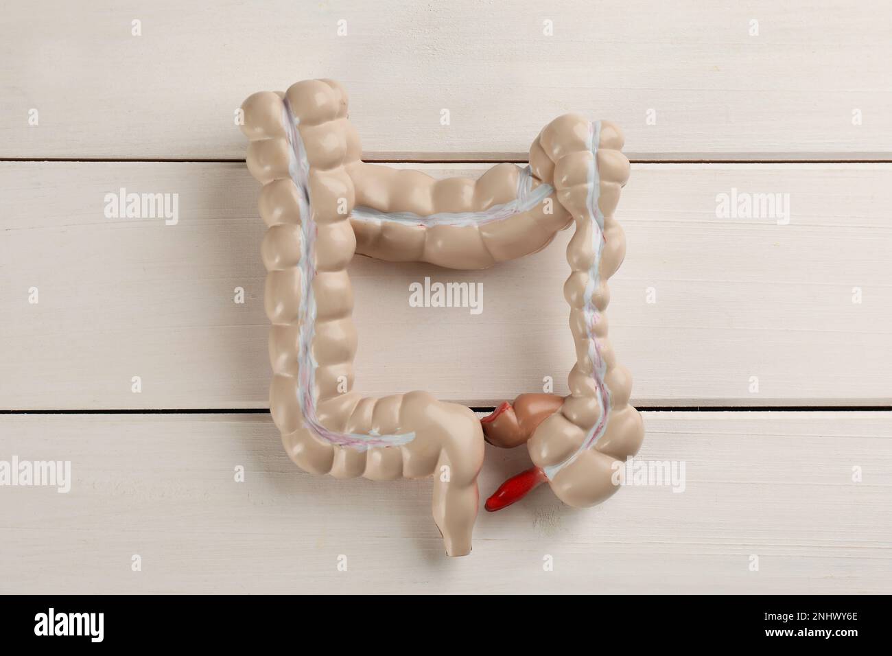 Human colon model on white wooden table, top view Stock Photo - Alamy