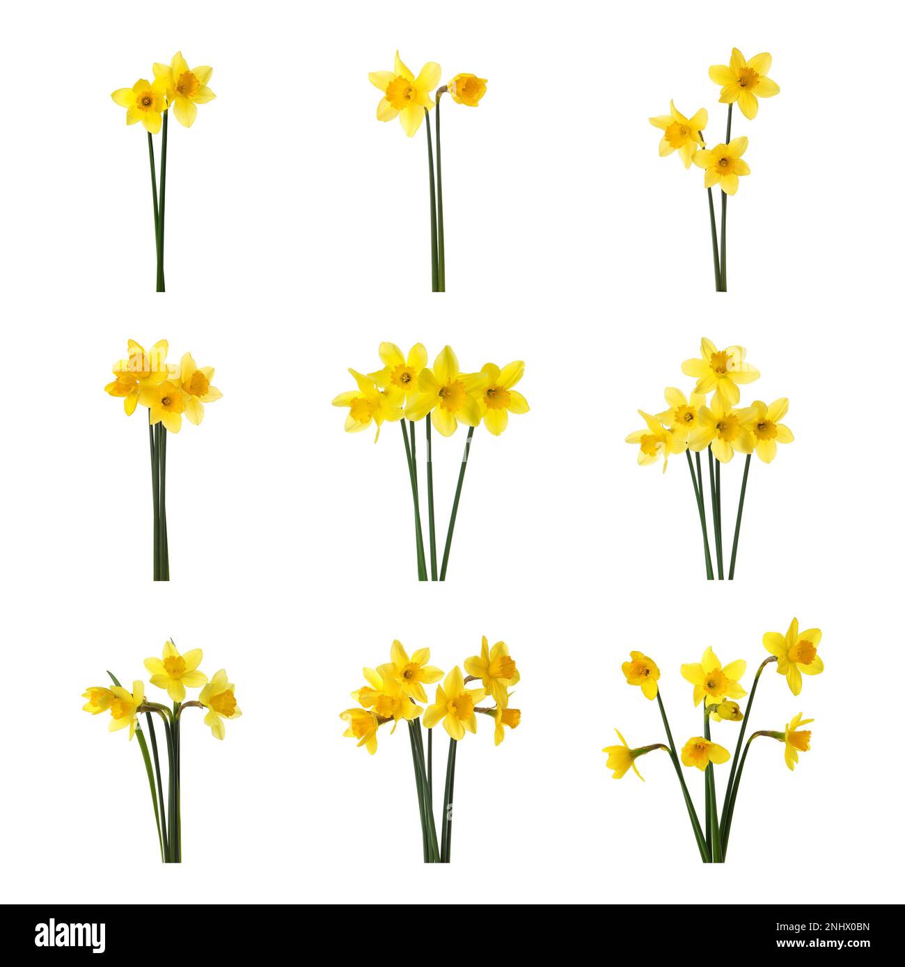 Set with beautiful yellow daffodils on white background Stock Photo - Alamy