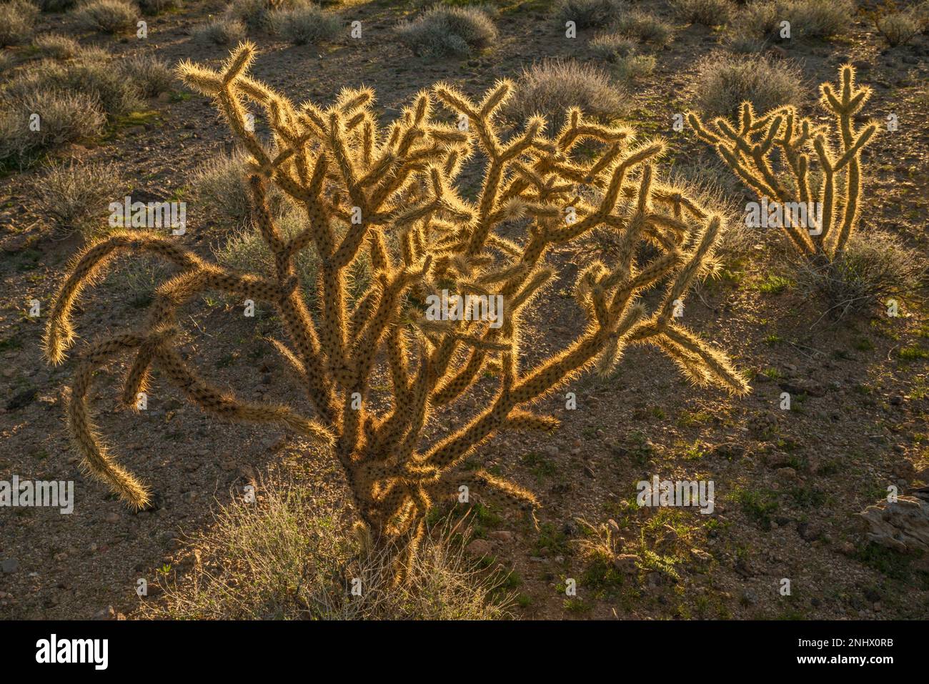 Buckhorn cholla cactus at sunset, near Black Canyon, Mojave Desert, Mojave National Preserve, California, USA Stock Photo