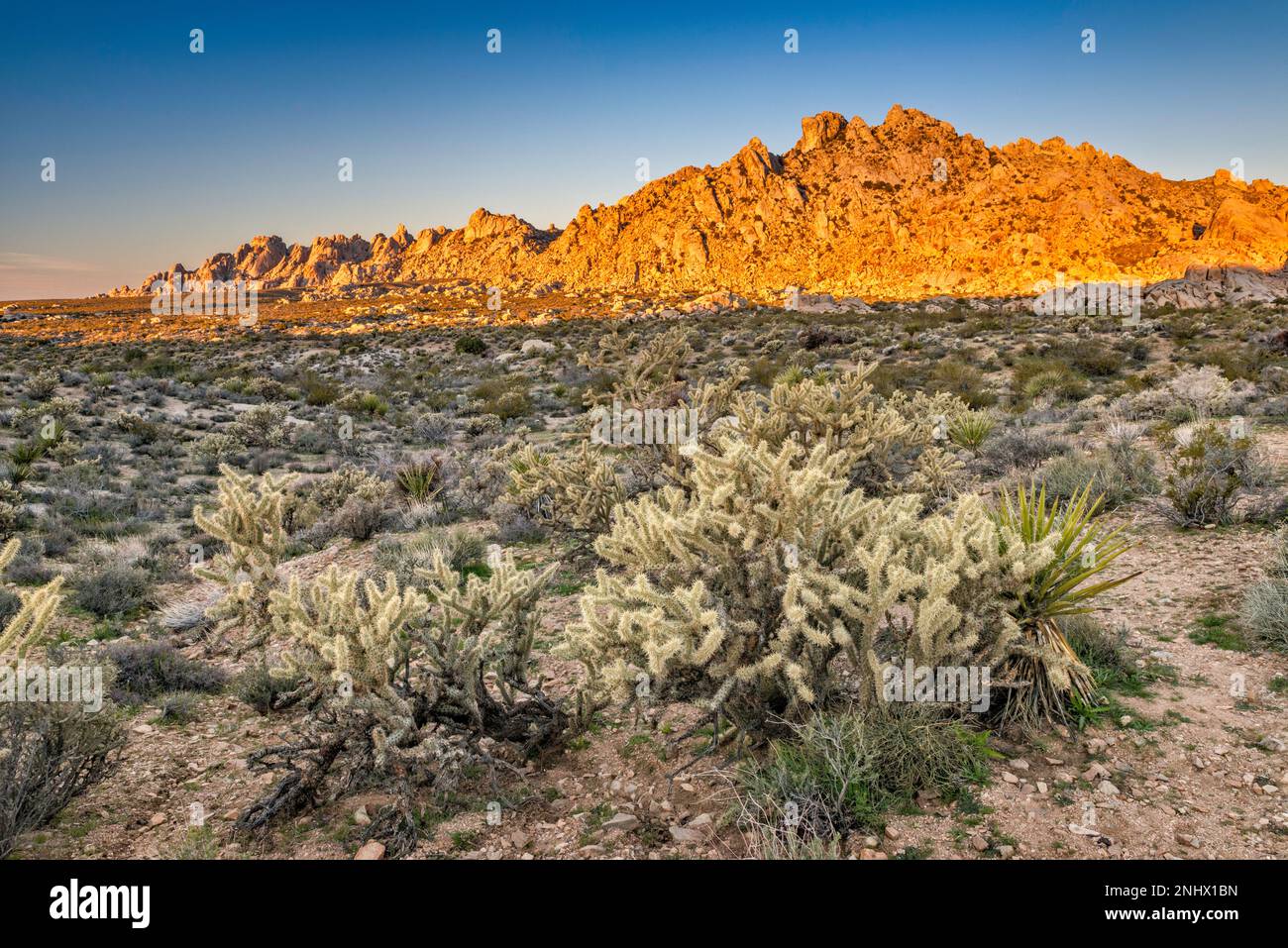 Buckhorn cholla cacti, Granite Mountains at sunrise, from viewpoint ...