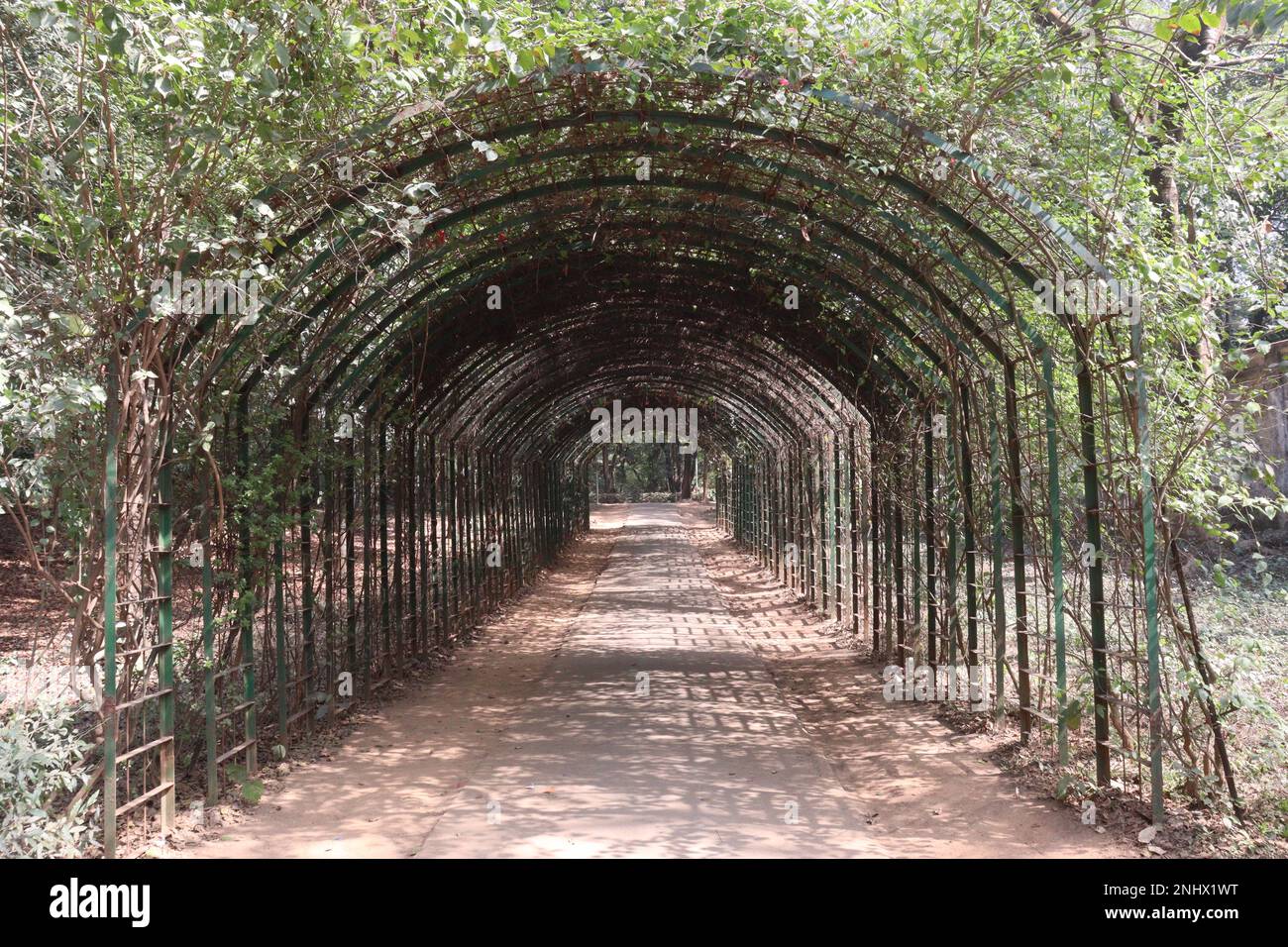 Green garden tunnel made of climbing plants for tourist Stock Photo - Alamy