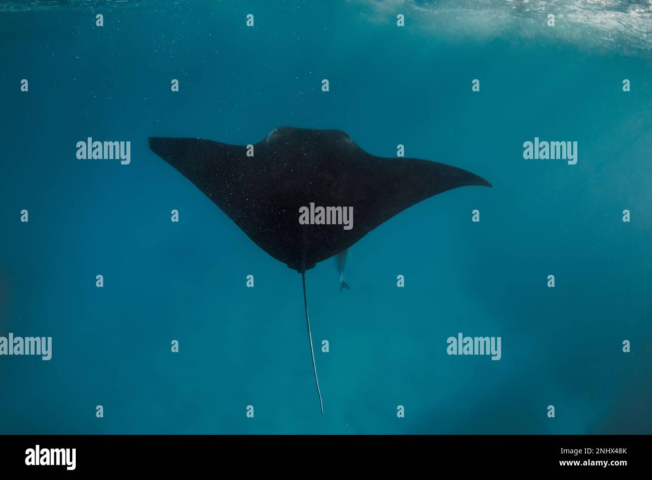 Manta ray swimming freely in open ocean. Giant manta ray floating