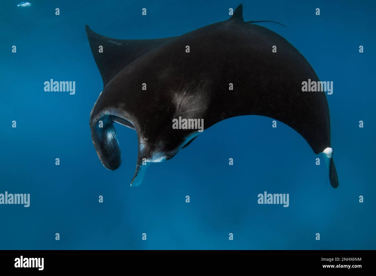 Close up view of giant manta ray fish. Big fish in blue ocean Stock Photo