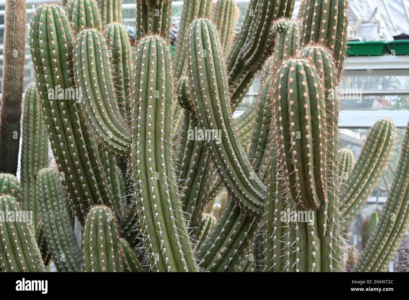 Stems of cactus in Latin called Browningia chlorocarpa growing in botanic garden. Composition cacti growing in tree shape with focus on the foreground Stock Photo