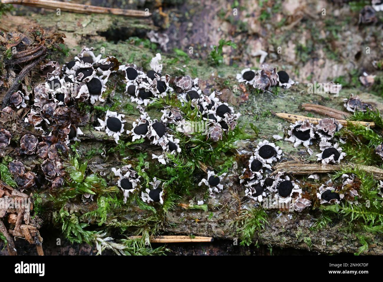 Diderma radiatum, slime mold from Finland, no common English name Stock Photo