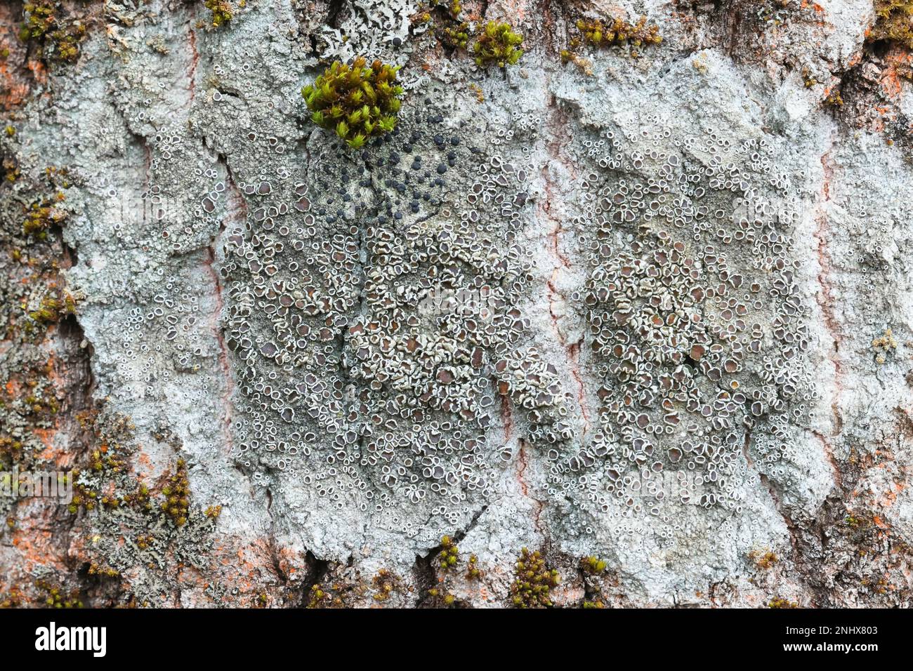 Lecanora allophana, also known as Lecanorea subfusca, commonly called brown-eyed rim lichen Stock Photo
