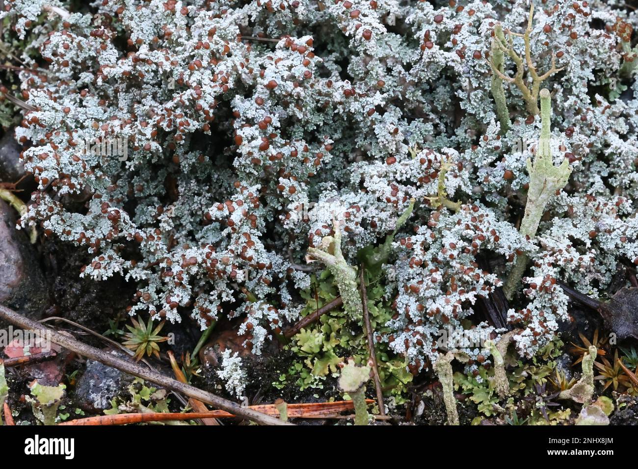 Stereocaulon tomentosum, commonly known as Tomentose Snow Lichen or Woolly Foam Lichen Stock Photo