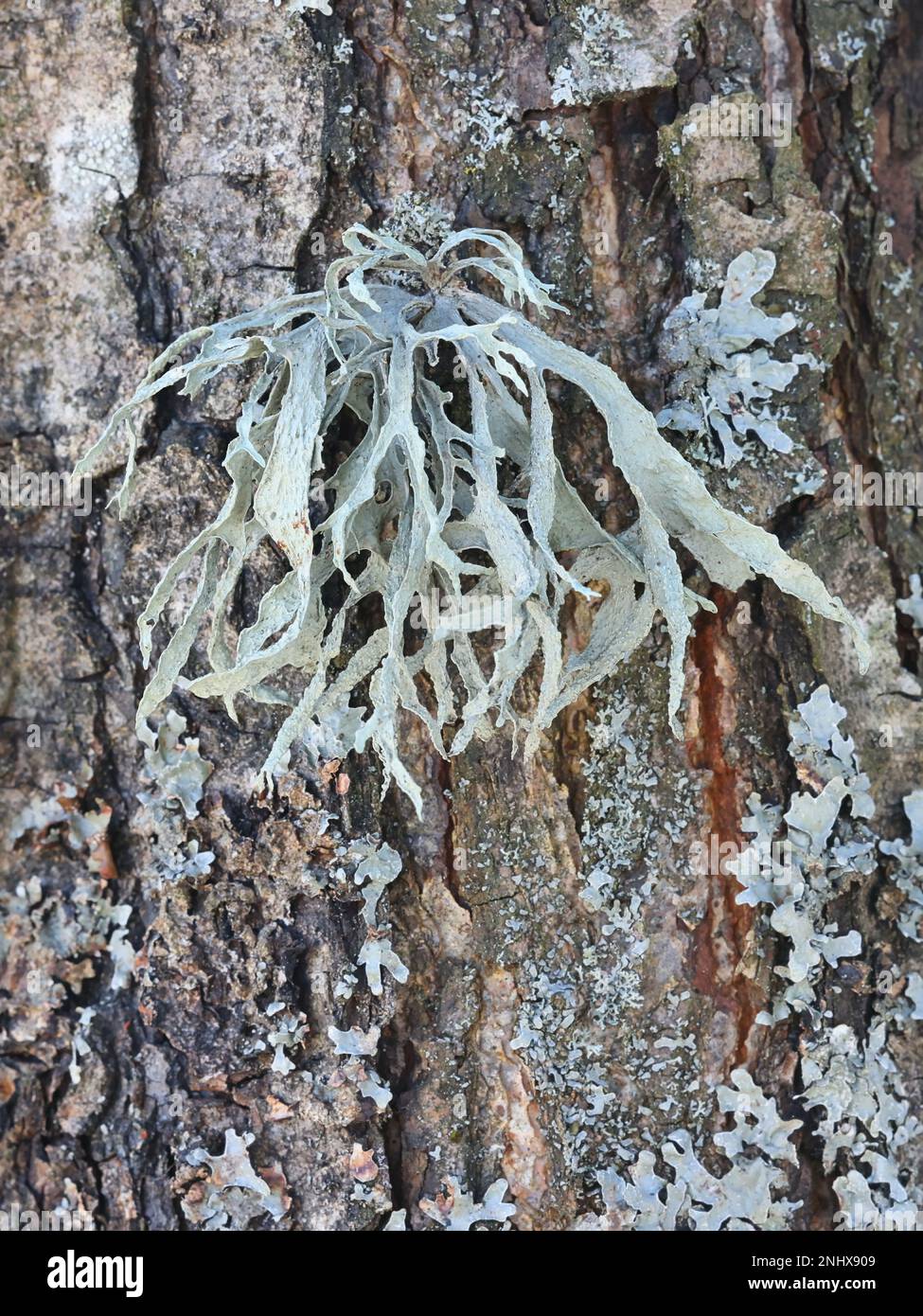 Ramalina fraxinea, known as cartilage lichen Stock Photo