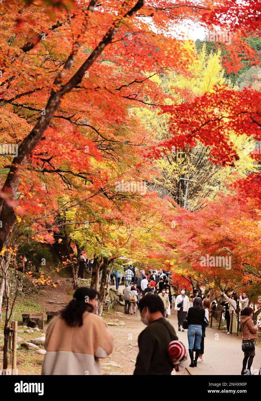 Autumn leaves of around 4,000 maples are tinted in red collaborating ...