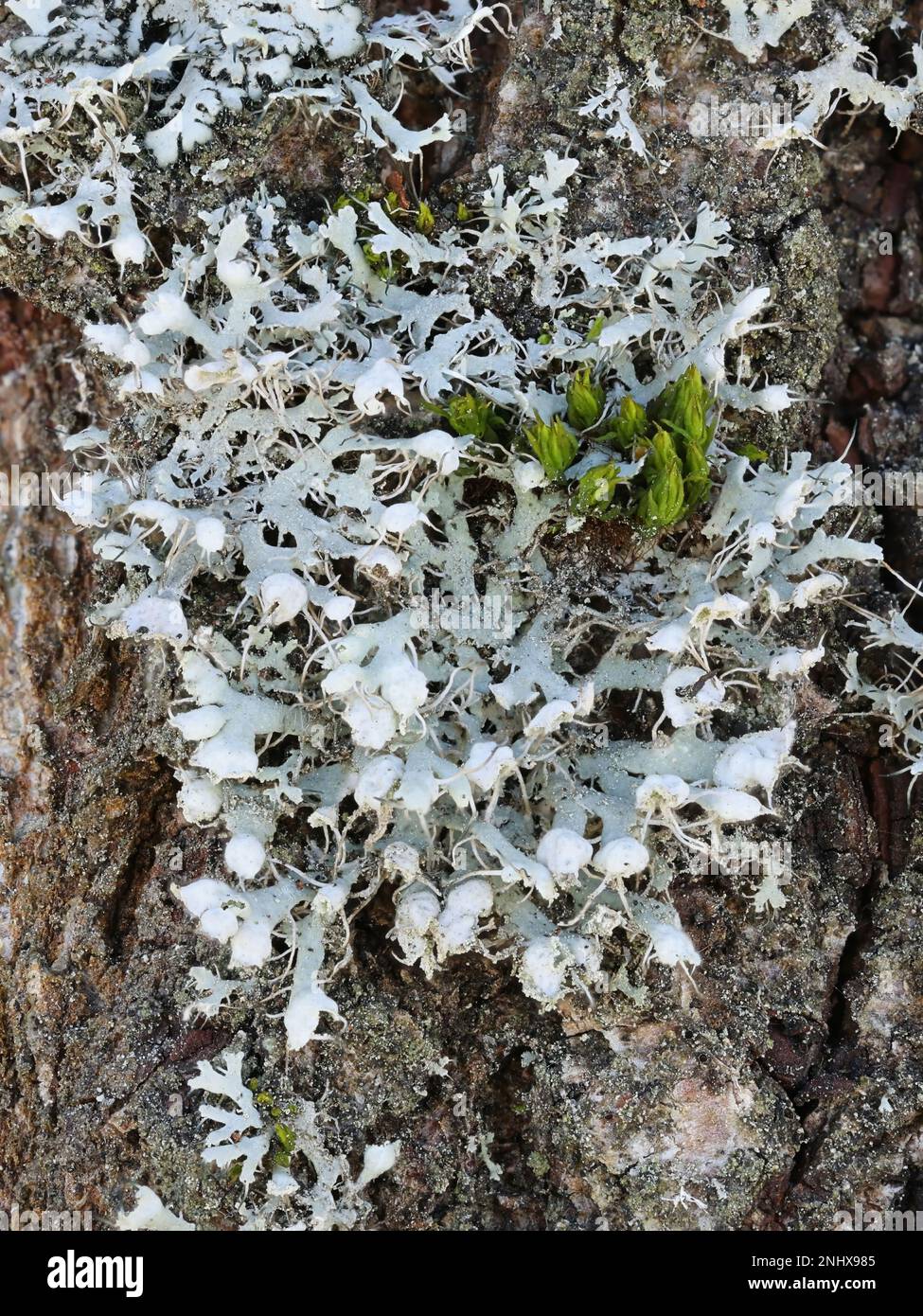 Physcia adscendens, known as Hooded Rosette Lichen Stock Photo