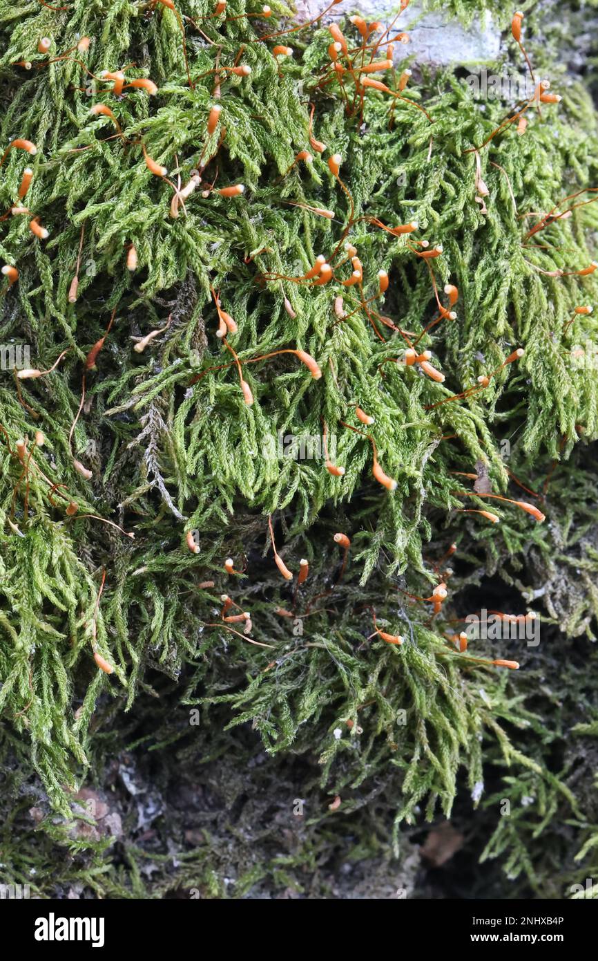 Sanionia uncinata, known as sickle-moss or sanionia moss, growing on common aspen trunk in Finland Stock Photo
