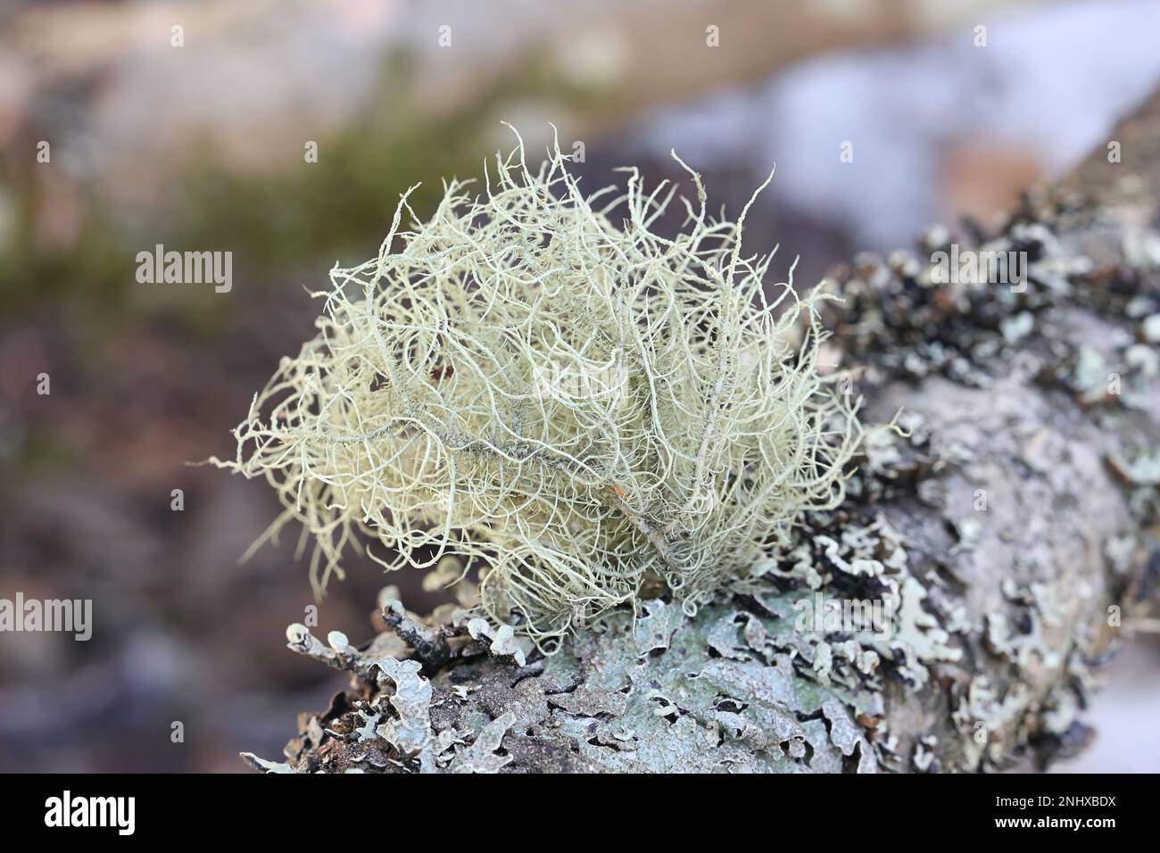 Usnea subfloridana, commonly known as old man's beard, beard lichen or beard moss, lichens from Finland Stock Photo