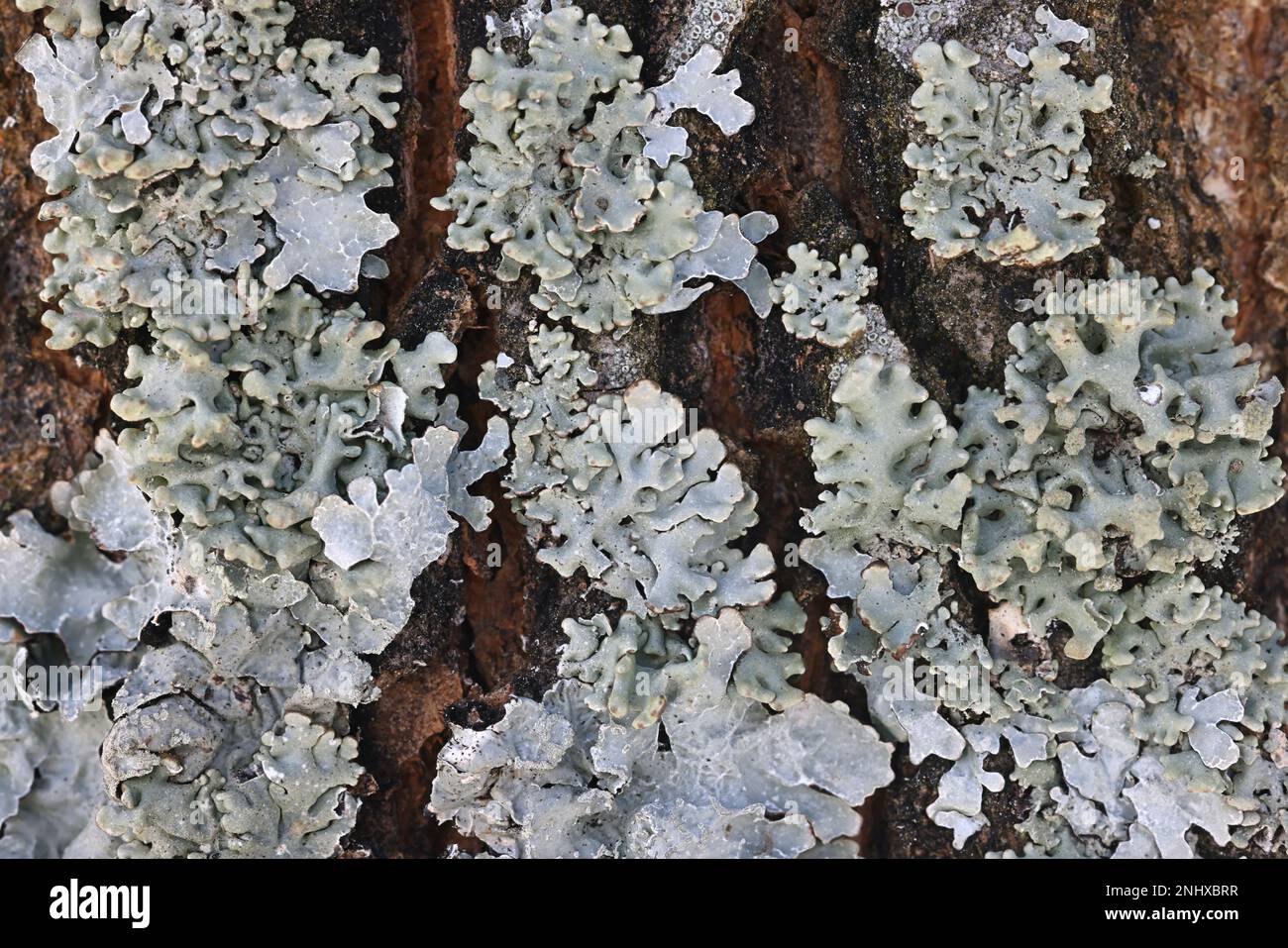 Hypogymnia tubulosa, commonly known as Powder-headed Tube Lichen, epiphytic lichen from Finland Stock Photo
