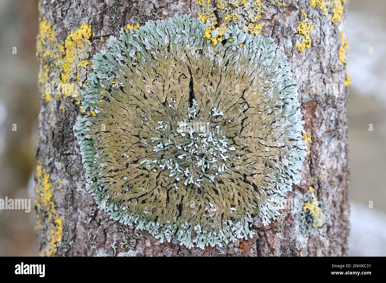 Physconia distorta, an epiphytic lichen growing on aspen in Finland Stock Photo