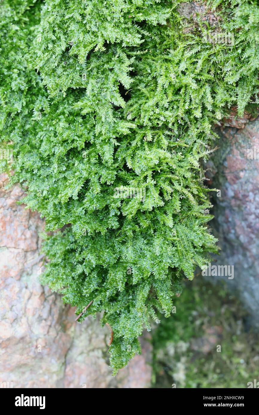 Plagiothecium denticulatum, known as  dented silk-moss or  toothed plagiothecium moss Stock Photo