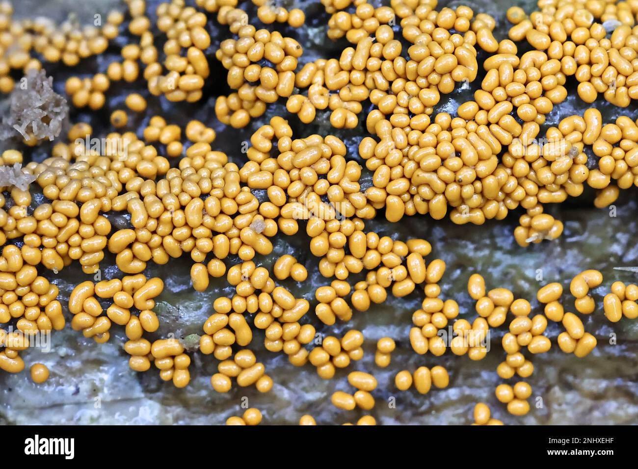 Trichia varia, slime mold from Finland, no common English name Stock Photo
