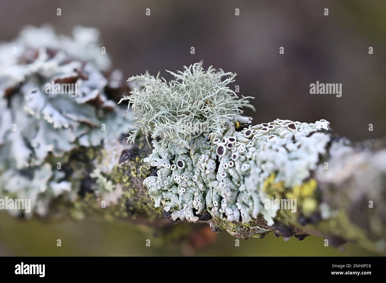 Usnea hirta, known as bristly beard lichen, and various other epiphytic lichens (monk's-hood lichen, hairy rosette lichen) Stock Photo