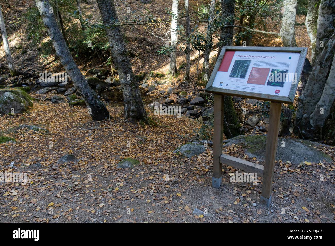 Information panel on the path of the Abedular de Canencia, on November 6, 2022, in Canencia, Madrid (Spain). El Abedular de Canencia is located near the Puerto de Canencia and has an abundant number of species, including the protagonist of this space, the birch, or some protected species such as holly and yew. This type of island forest is one of the botanical rarities of the Sierra Norte, since the fact of being geographically in the central area of the peninsula means that in specific places species more typical of both the north and south of the peninsula are preserved. 11 NOVEMBER 2022;BIR Stock Photo