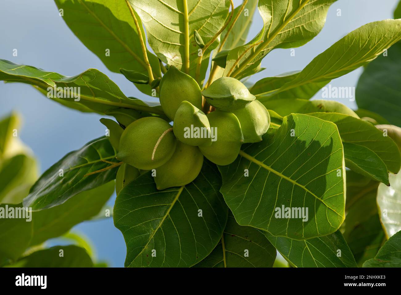 Terminalia catappa, Indian Almond Tree Stock Photo - Alamy