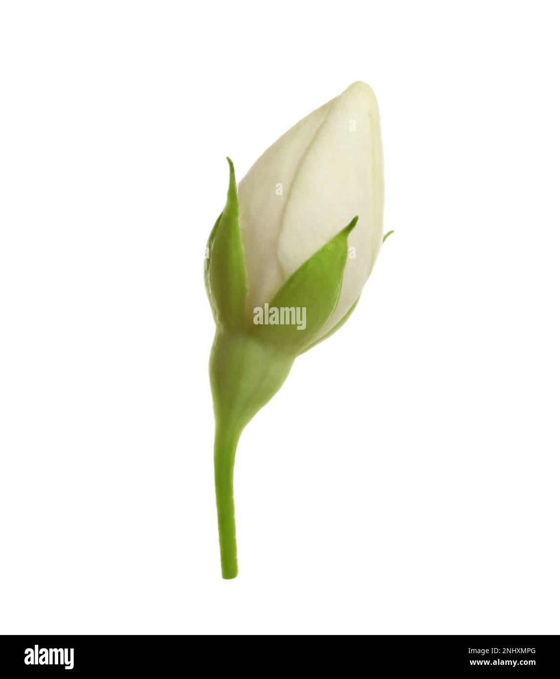 Beautiful flower of jasmine plant isolated on white Stock Photo - Alamy