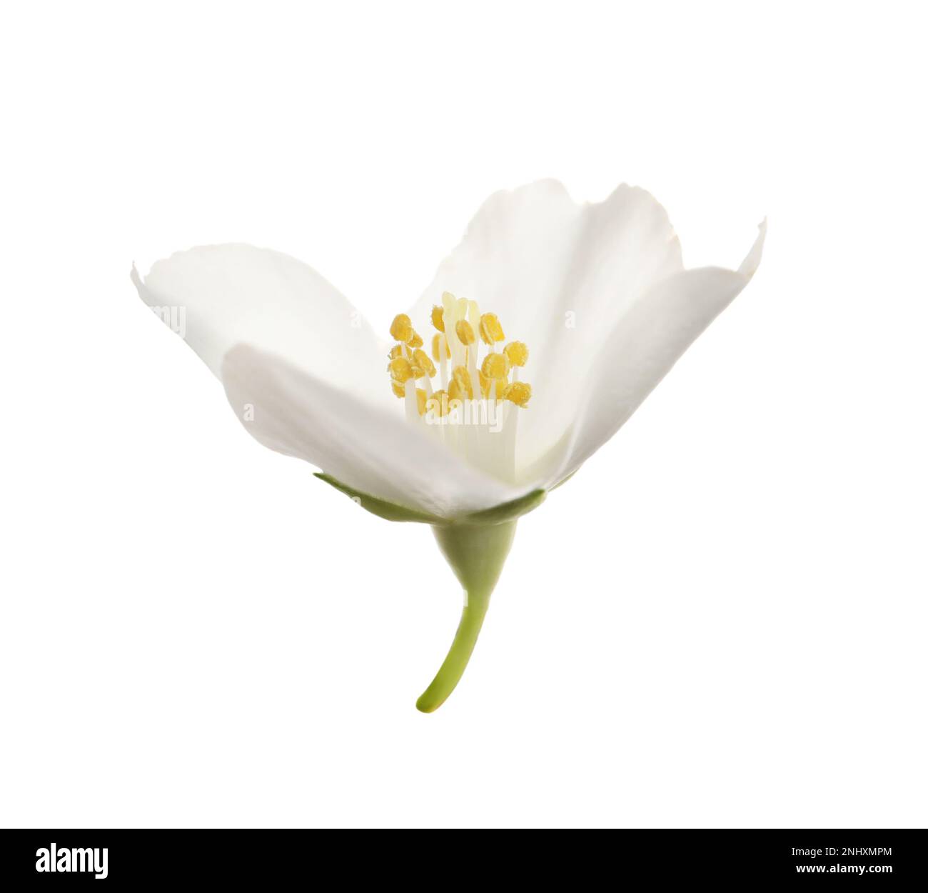 Beautiful flower of jasmine plant isolated on white Stock Photo - Alamy