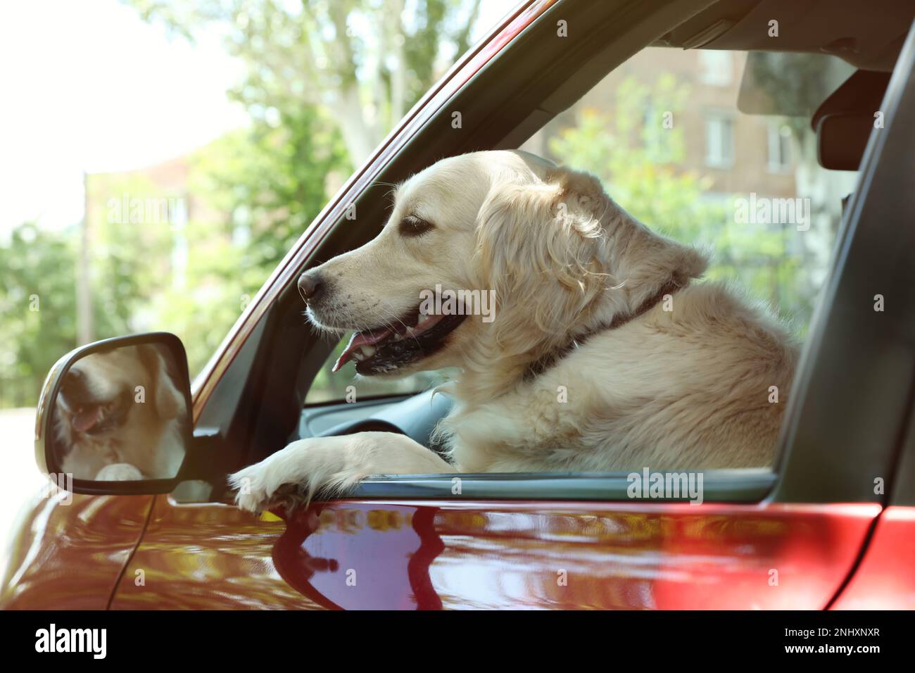 Adorable Golden Retriever dog on driver seat of car outdoors Stock