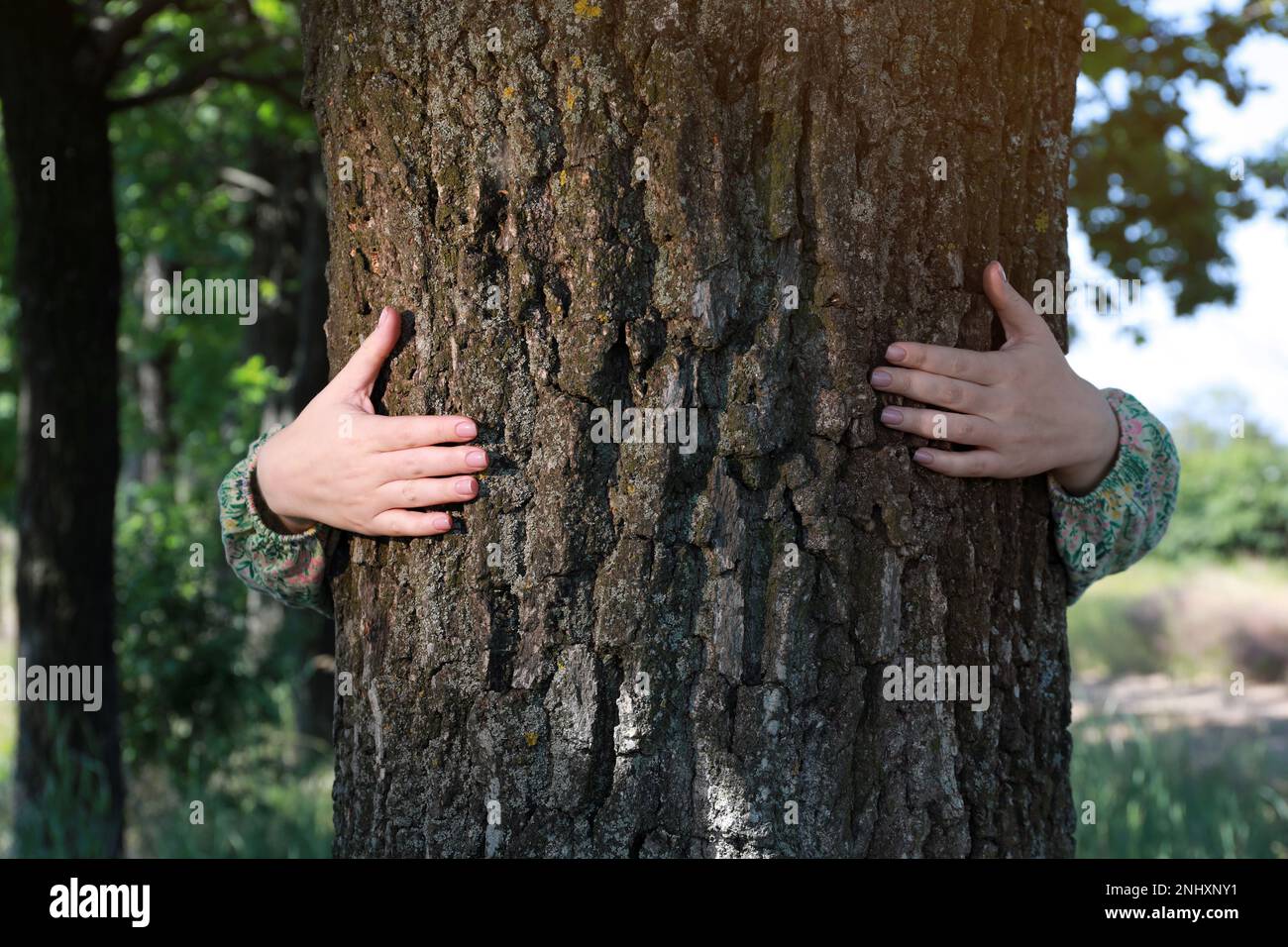 Woman hugging tree trunk in forest on sunny day Stock Photo - Alamy