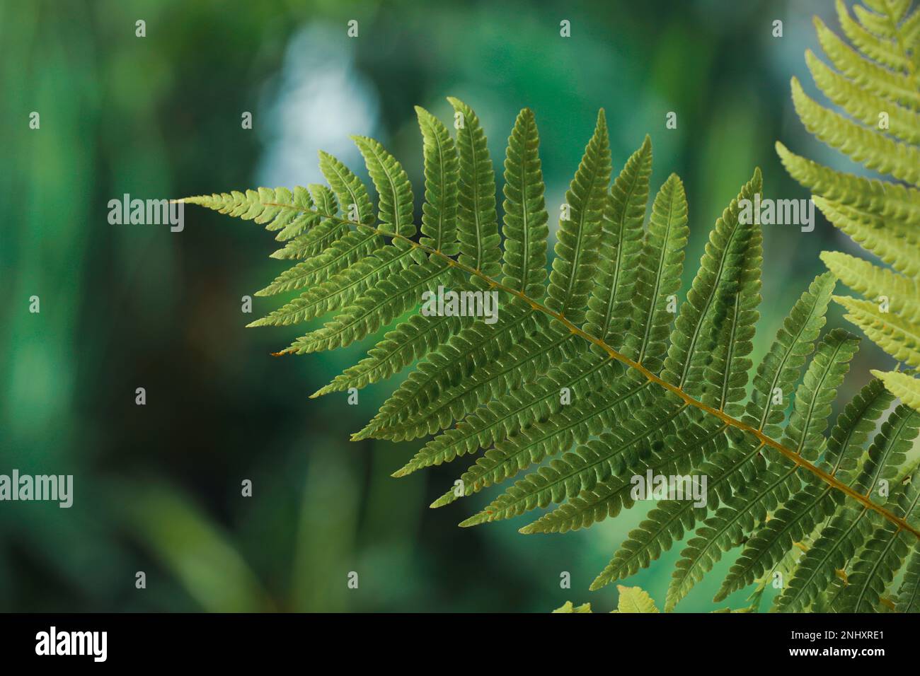 Beautiful fresh fern leaves hi-res stock photography and images - Alamy
