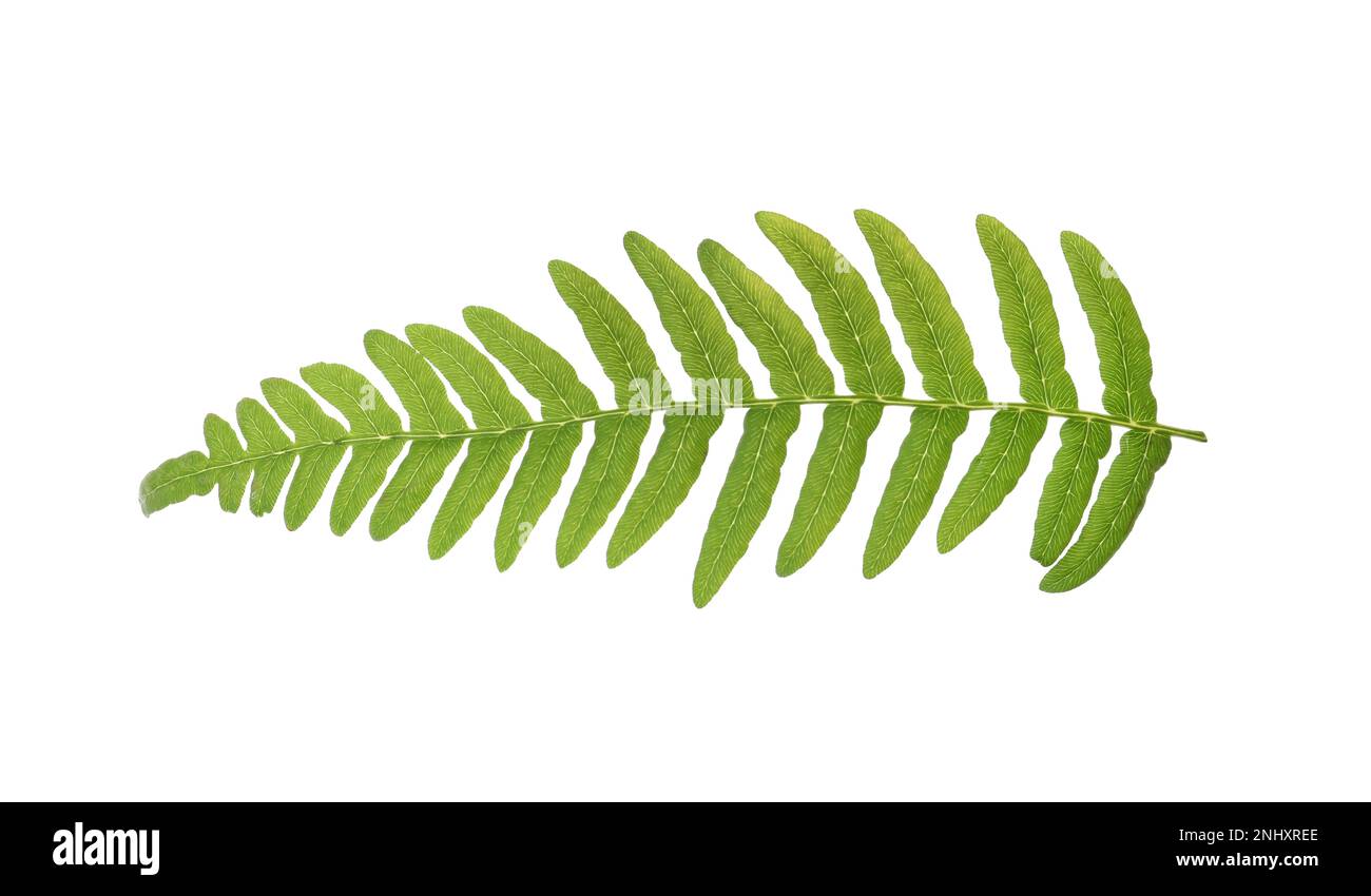 Beautiful tropical fern leaf isolated on white Stock Photo