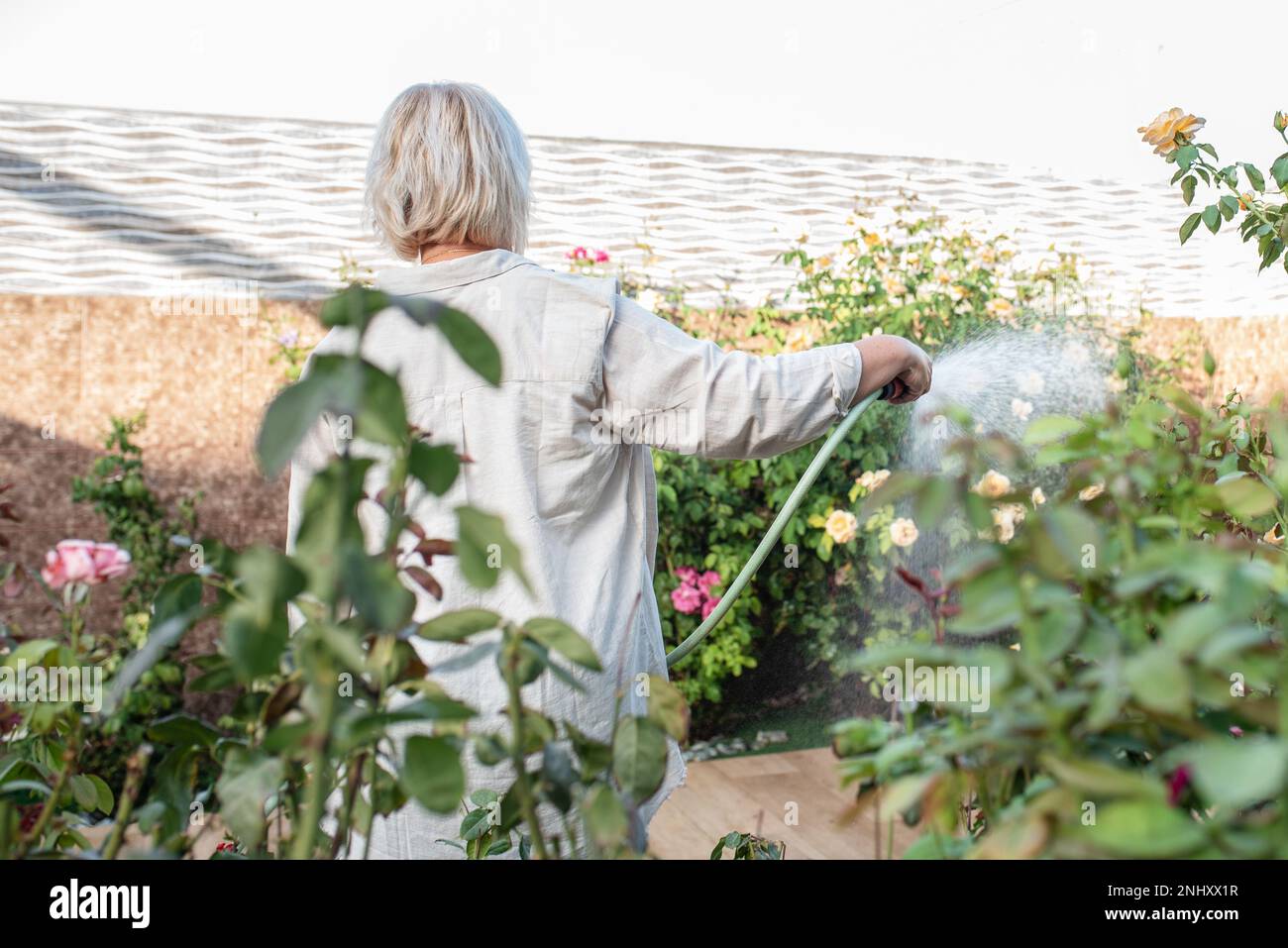 Back view senior woman holding water hose watering flowers at backyard ...