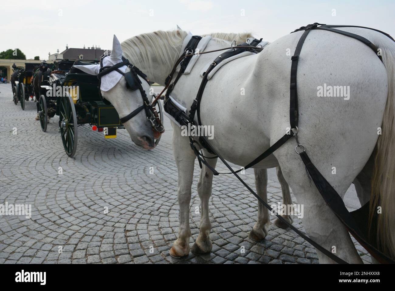 White horse drawn carriage looking back Stock Photo Alamy