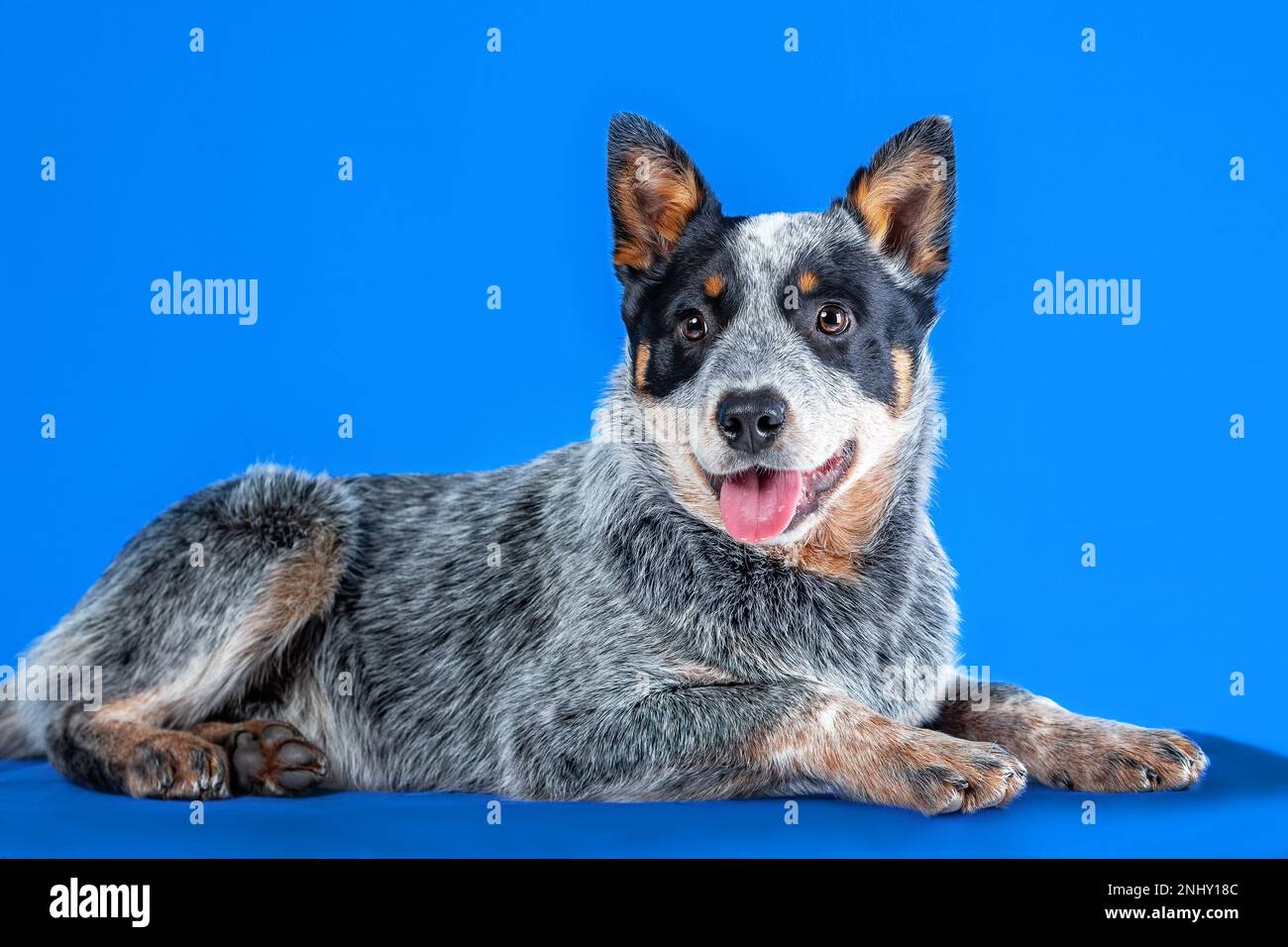 Little smiling puppy of blue heeler or australian cattle dog lying down on blue background Stock