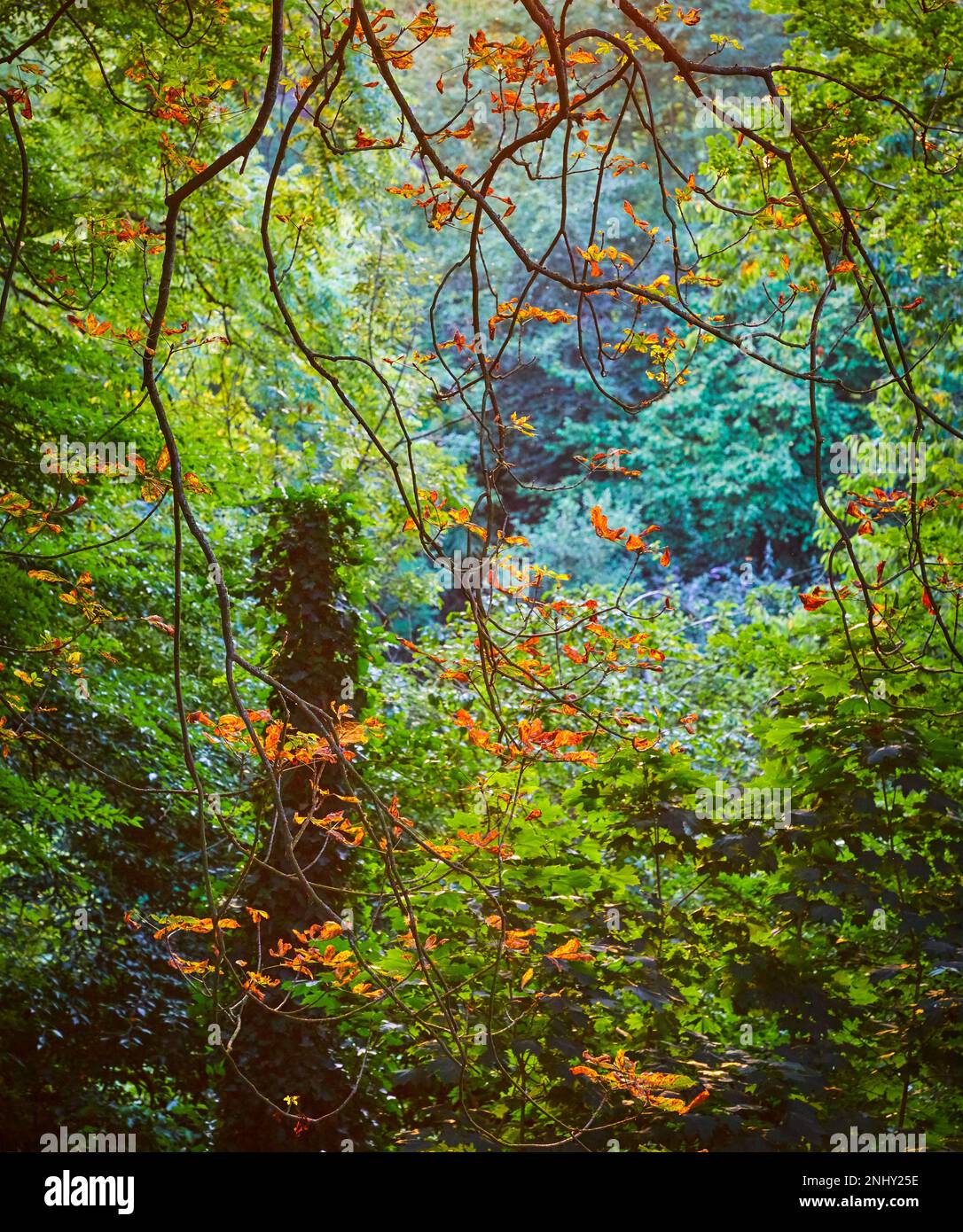 A beautiful and colourful landscape in Glastonbury, Somerset Stock