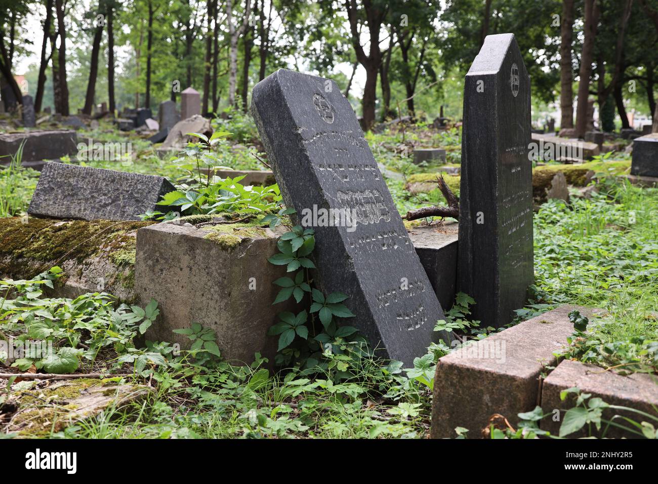This photo depicts a toppled tombstone on the Žaliakalnio žydų senosios kapinės, a Jewish cemetery in Kaunas, Lithuania. The fallen grave marker is a Stock Photo