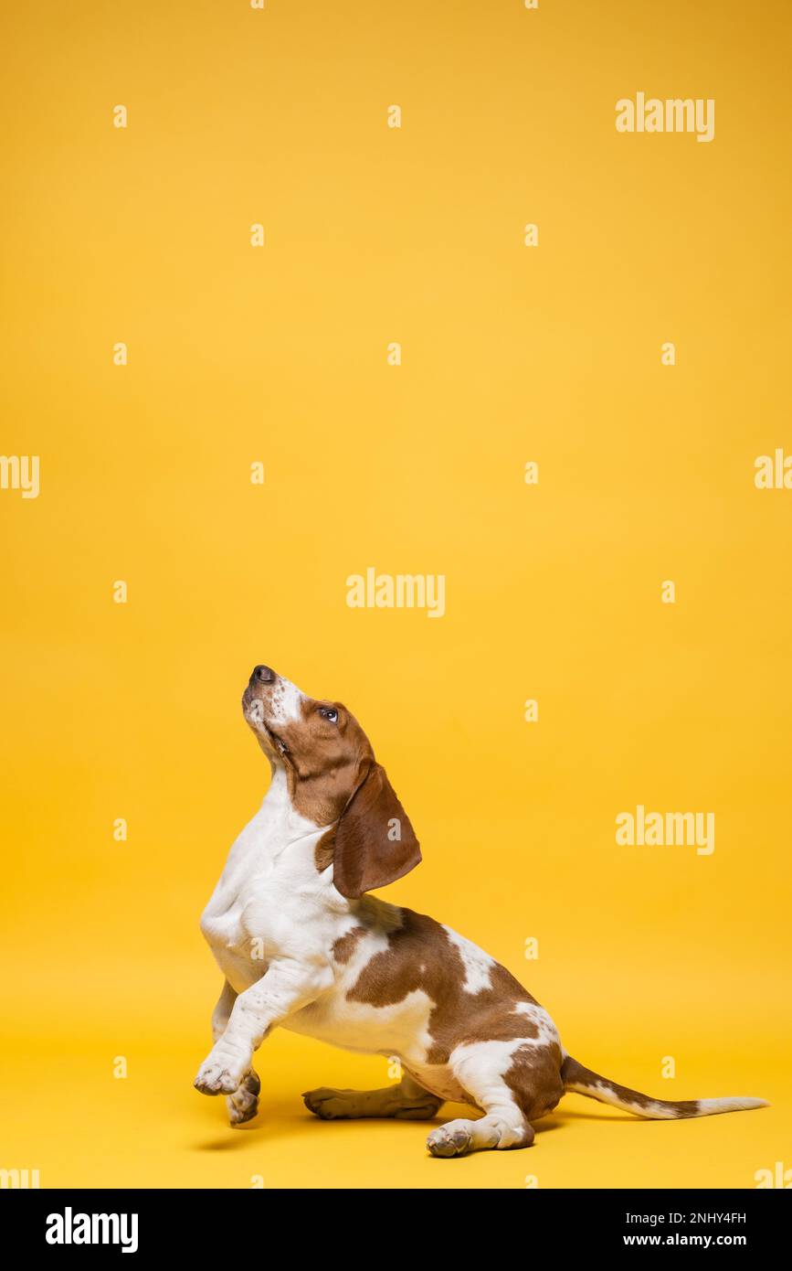 Basset hound three months old puppy jumping up. Funny dog portrait against yellow background