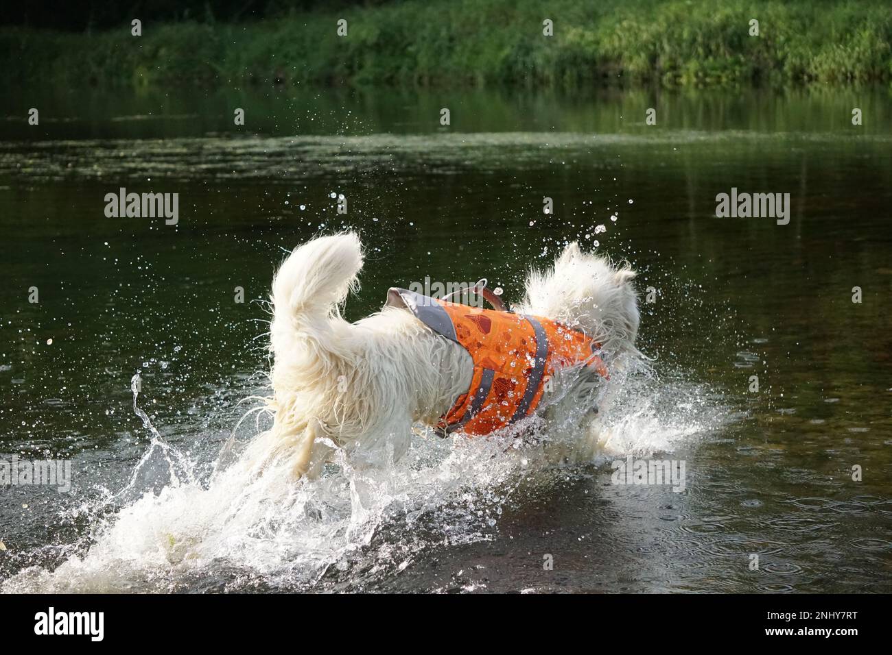 Wet Samoyed dog walking into river for swim happy wagging tail Stock Photo