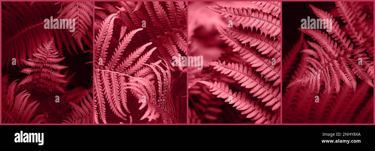 collage of Trendy color of 2023 viva magenta. Magenta toned fern leaves petals background. Tropical leaf. Exotic forest plant. Botany concept. Ferns jungles close up Stock Photo
