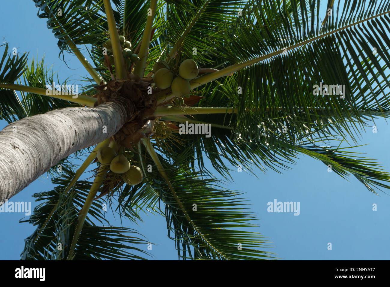 Coconut trees. Scenic view tall coconut palm tree with sun light when